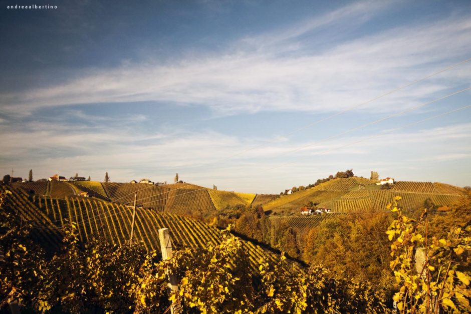 Styria-Landscape, Vineyards