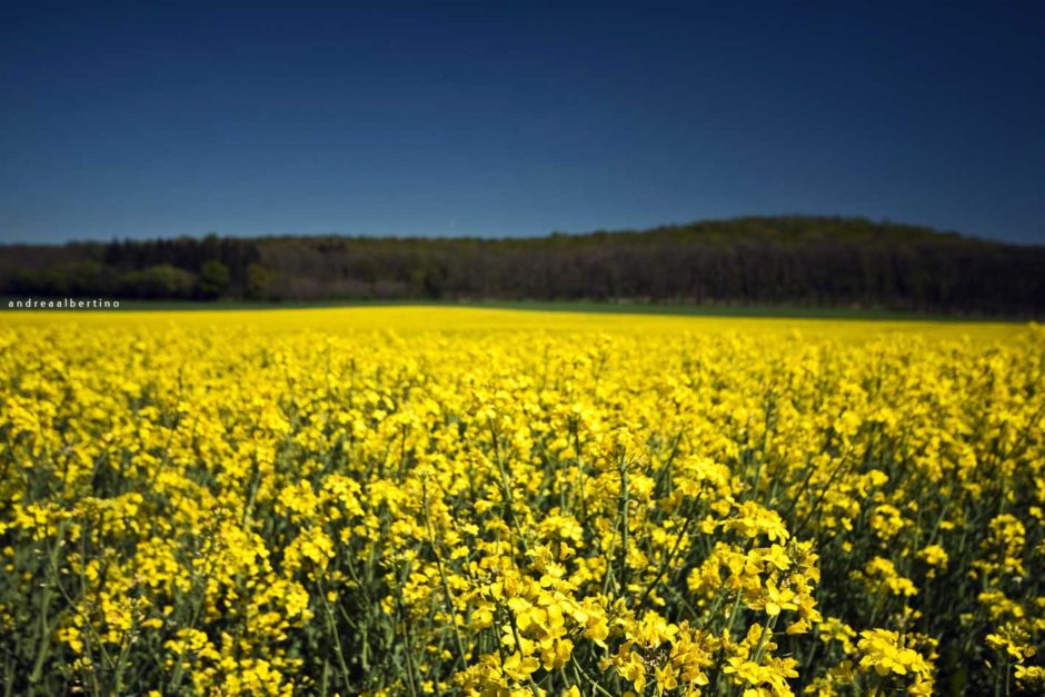 Rapeseed field